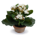 Kalanchoe Plant