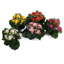Kalanchoe Plant