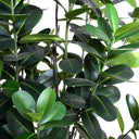 Japanese Fukuji Rubber Tree