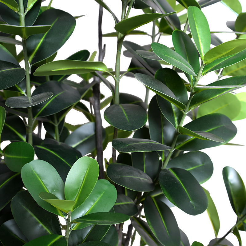 japanese rubber tree Japanese Fukuji Rubber Tree