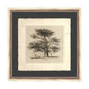 Cedar Vintage Sketch