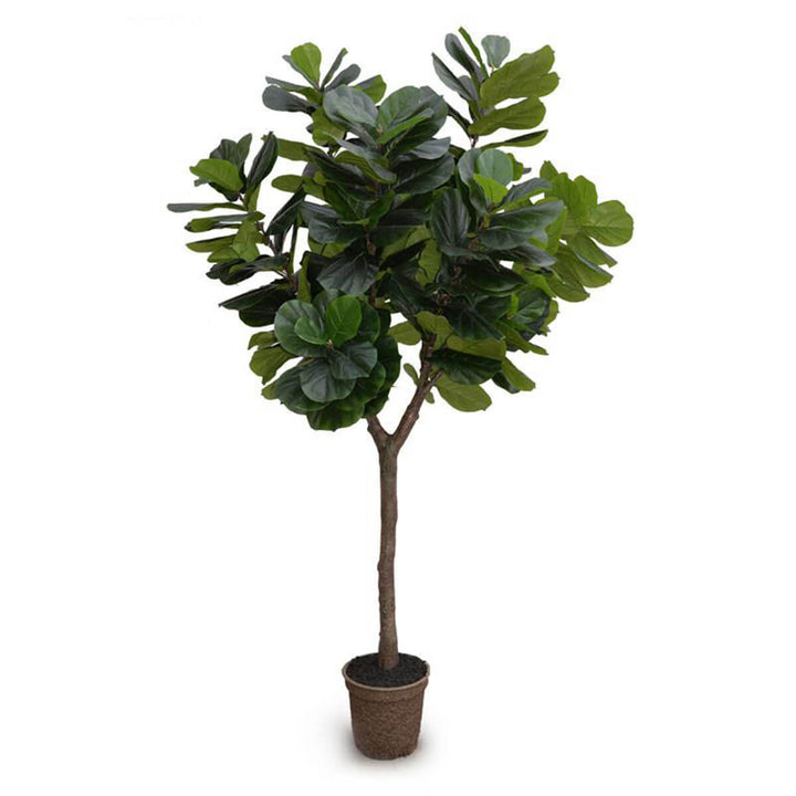 The Fiddle Leaf Fig Tree is a realistically looking fake tree in a mache pot and is 10 feet tall.