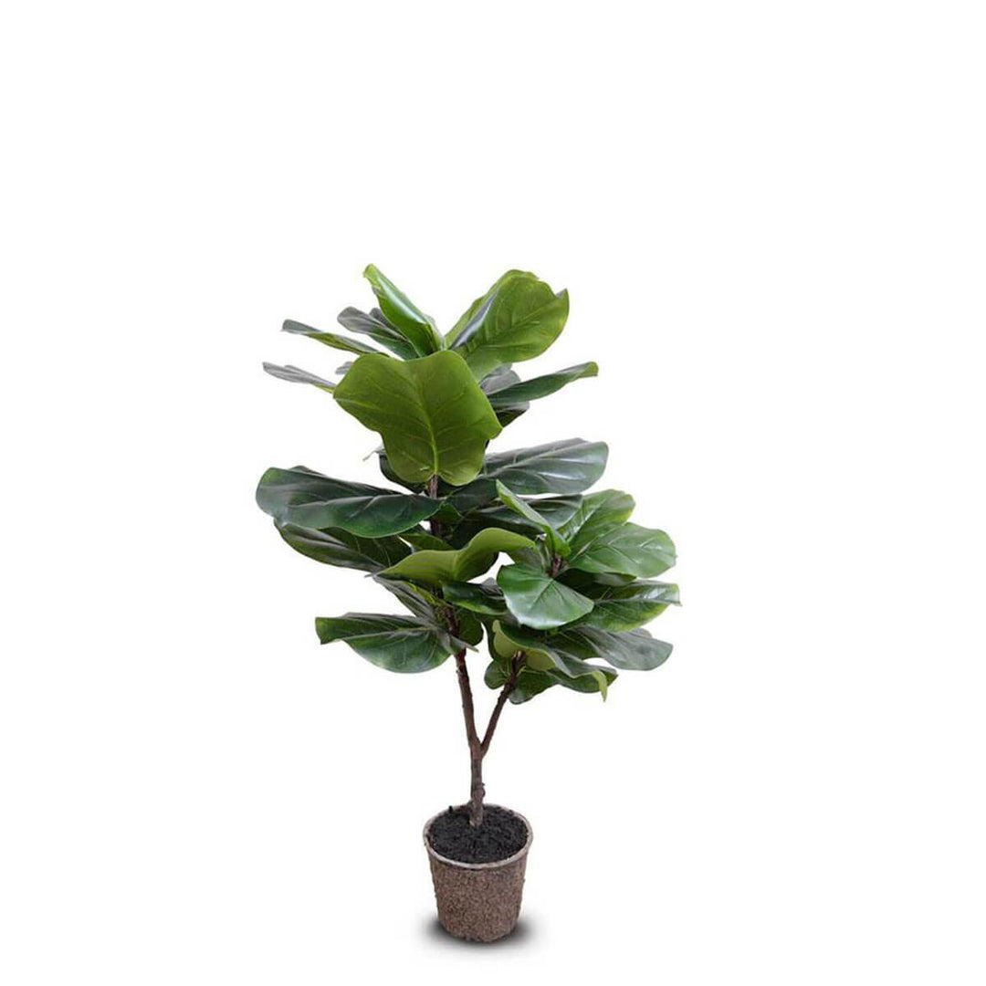 The Fiddle Leaf Fig Tree is a realistically looking fake tree in a mache pot and 50 inches tall.