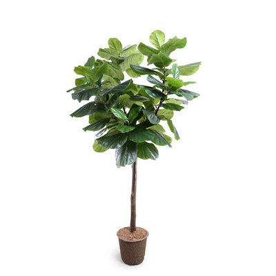 The Fiddle Leaf Fig Tree is a realistically looking fake tree in a mache pot and is 7 feet 6 inches tall.