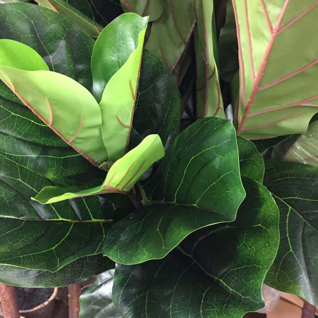 Closeup of the leaves on the artificial fiddle fig leaf plant with wired, shapeable branches.