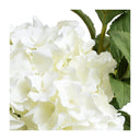 Hydrangea Cutting in Glass