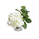 Hydrangea Cutting in Glass