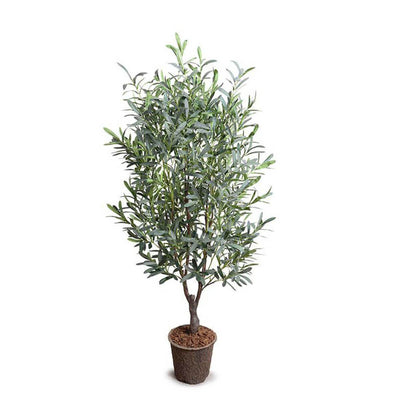 The Faux Olive Tree has slender, silvery gray-green leaves and is 5 feet tall.