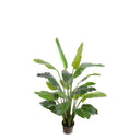 The Traveler's Palm Tree has large, dark green leaves, a mache pot, and is 66 inch tall.