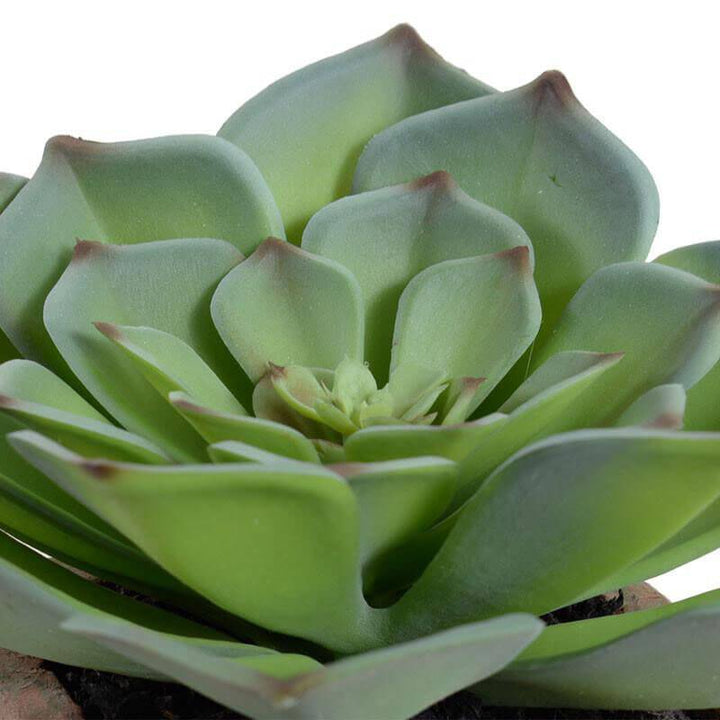 Realistic looking leaves on a fake succulent plant.