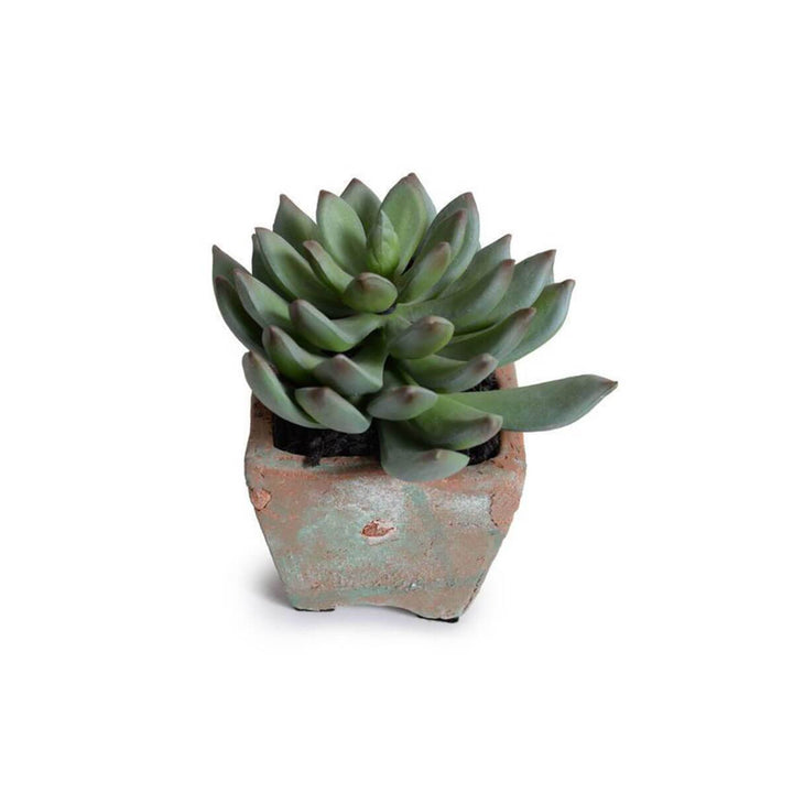 The Potted Succulent - Pachyphytum is a realistic looking, artificial succulent with a square terra cotta pot.