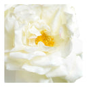 Rose Cutting in Glass-white - West of Main