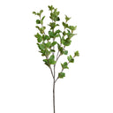 Privet Foliage Spray