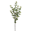 Privet Foliage Spray