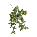 Privet Foliage Spray