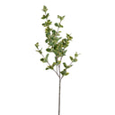 Privet Foliage Spray