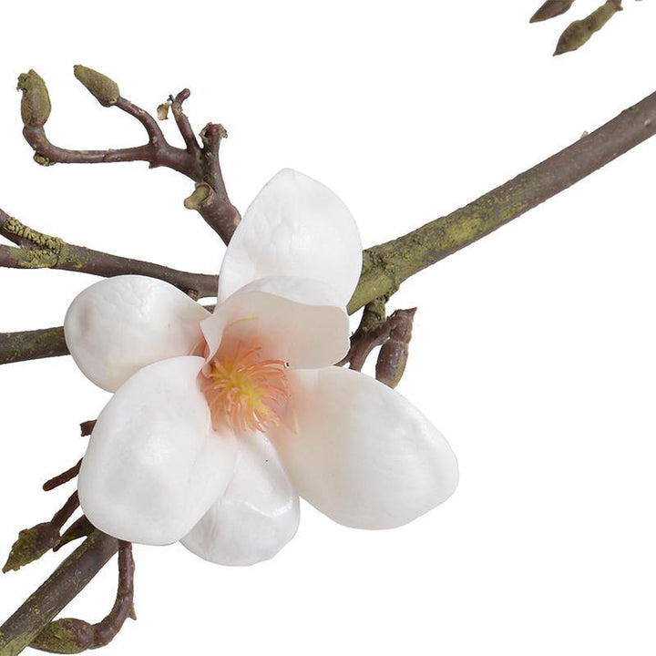 Magnolia Tree Branch