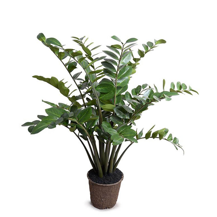 The Zamiifolia Plant is a fake plant with long arching stems with rounded, dark green leaves.