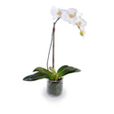 The faux Orchid plant has six white flowers and a glass vase with a realistic looking stem and leaves.